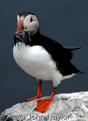 puffin with sand eels. by John Naylor 